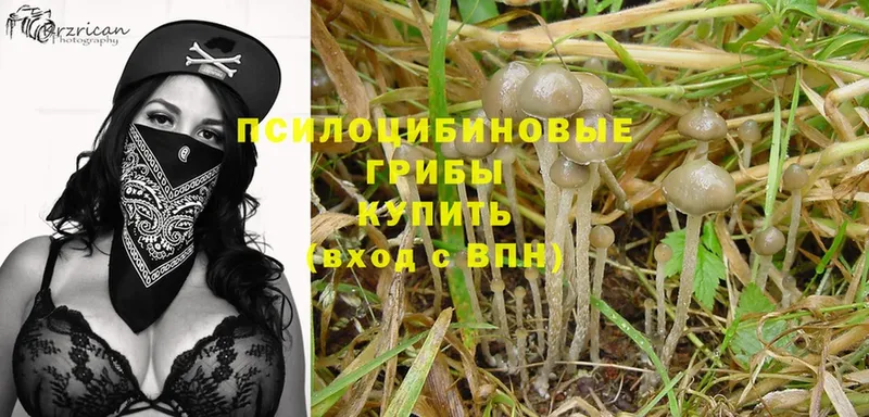 Галлюциногенные грибы Psilocybe  omg tor  Инта 